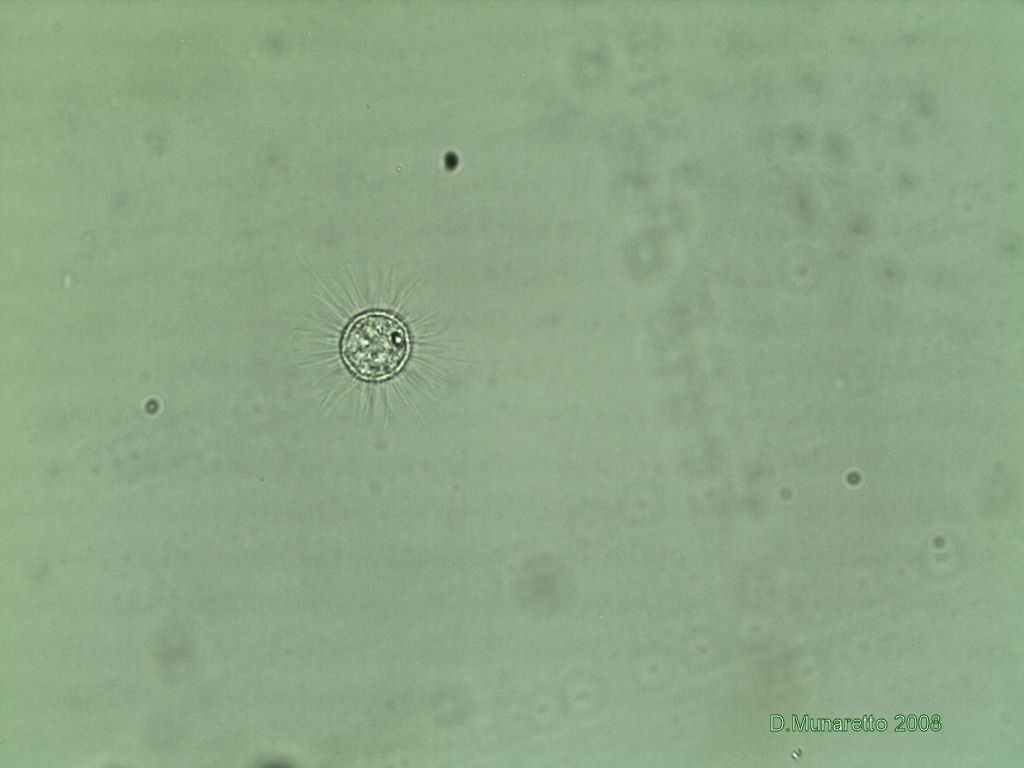 Illuminazione mista contrasto di fase e obliqua DUE